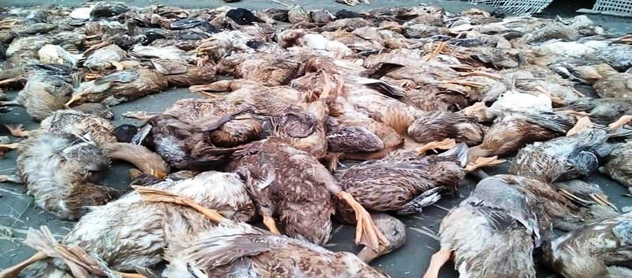 নেত্রকোণায় ৮০০ হাঁস মেরে শত্রুতার শোধ