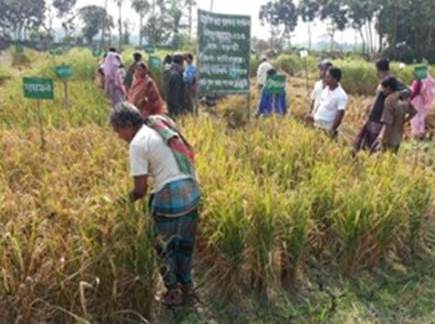 চাটমোহরে দরিদ্র কৃষকের ধান কেটে আপ্যায়িত হলেন গ্রামবাসী