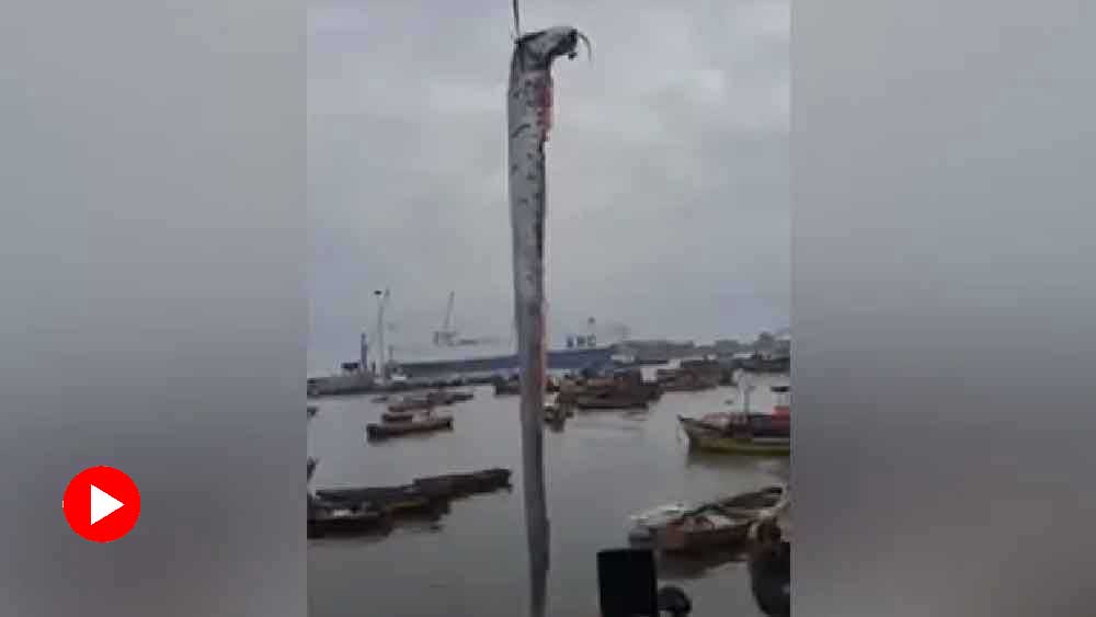 ধরা পড়ল ১৬ ফুটের দানবাকৃতির মাছ!