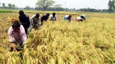 বোরোর বাম্পার ফলন ঝড়বৃষ্টির আগেই ঘরে তোলার চেষ্টায় কৃষক