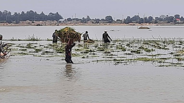 বিষাক্ত বর্জ্য মেশানো পানি পান করে ১৩টি মহিষের মৃত্যু