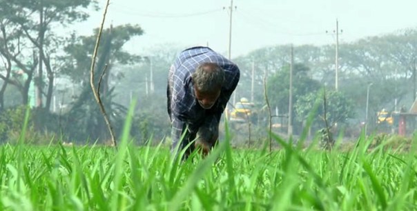 সরকারি প্রণোদনায় লক্ষ্যমাত্রা ছাড়িয়ে গেছে বোরো আবাদ