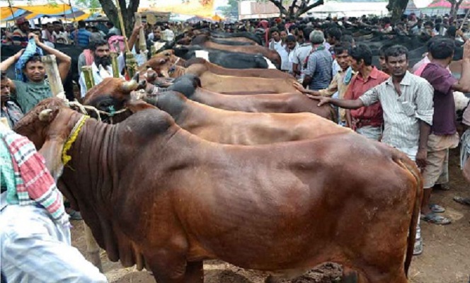 নগরীর পশুর হাট নিয়ন্ত্রণ হবে ড্রোন ক্যামেরা দিয়ে 