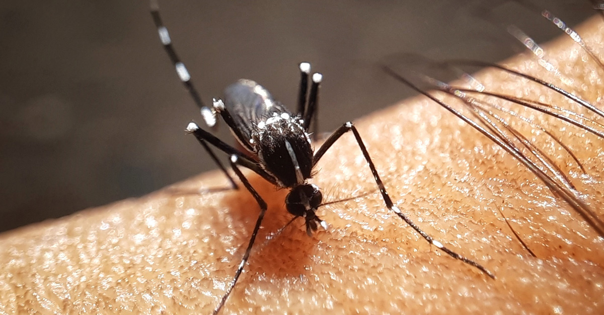 বাড়ছে ডেঙ্গু রোগী, একদিনে ১১৬ জন হাসপাতালে ভর্তি