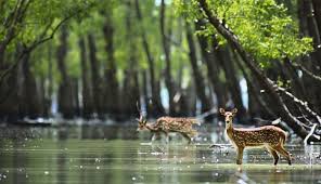 ইউনেস্কোর বিপন্ন বিশ্ব ঐতিহ্যের তালিকায় থাকছে না সুন্দরবন