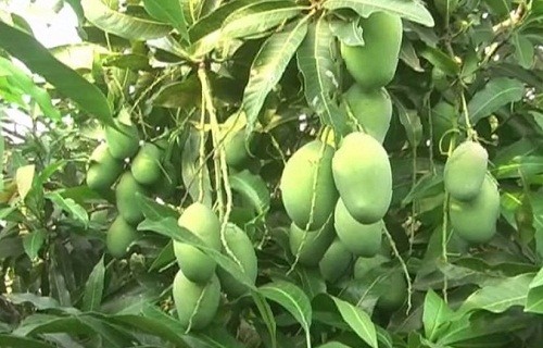 রাজশাহীতে আম পাড়ার সময় বেঁধে দিয়েছে প্রশাসন