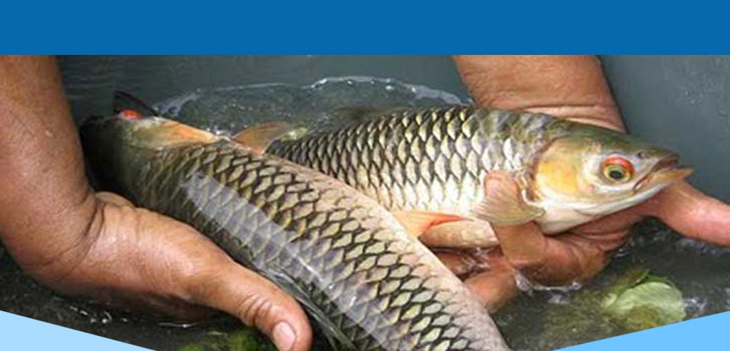 জুলাইয়ে জাতীয় মৎস্য সপ্তাহ-২০১৯ পালন উপলক্ষে কর্মসূচি