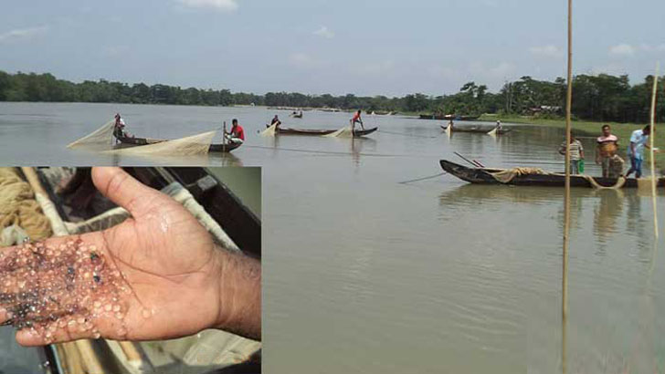 হালদা নদীতে নমুনা ডিম ছেড়েছে মা মাছ