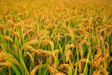 বোরোর বাম্পার ফলনেও দাম নিয়ে হতাশ কৃষক