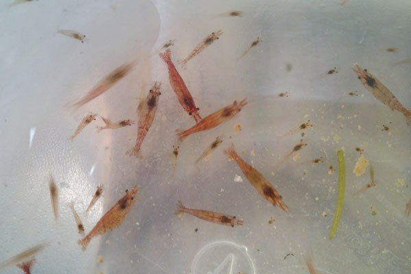 লক্ষ্মীপুরে ১২ লাখ চিংড়ি পোনা জব্দ