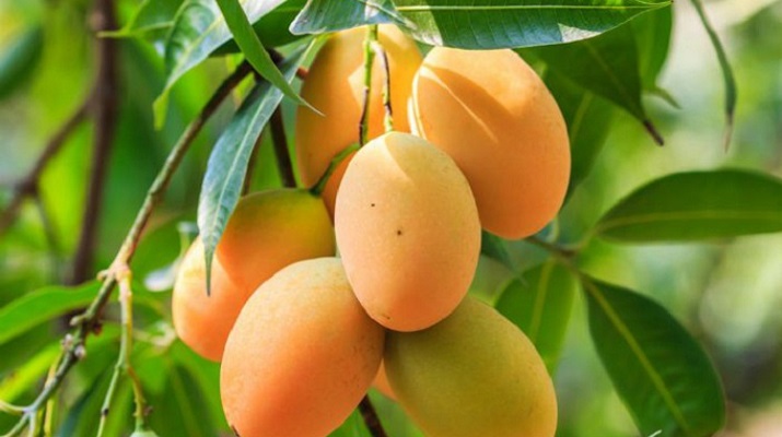 আম চুরি করে মহাবিপদে!