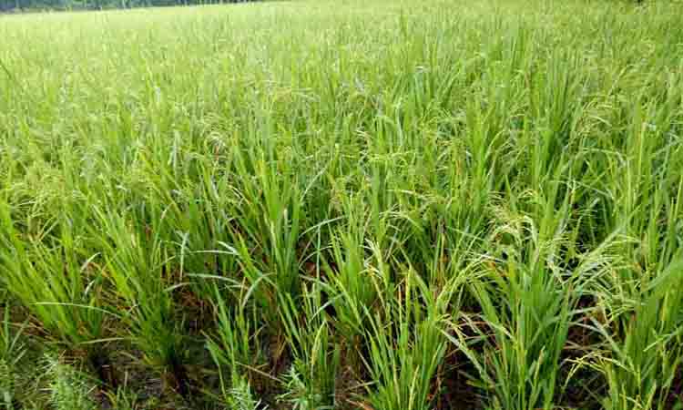 বোরোর তুলনায় আউশ আবাদে কৃষকের মুনাফার সুযোগ বেশি